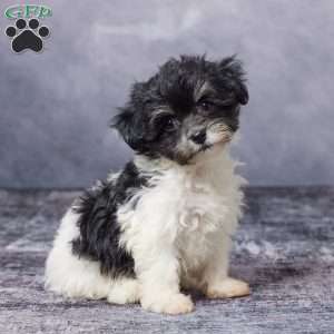 Karla, Havachon Puppy